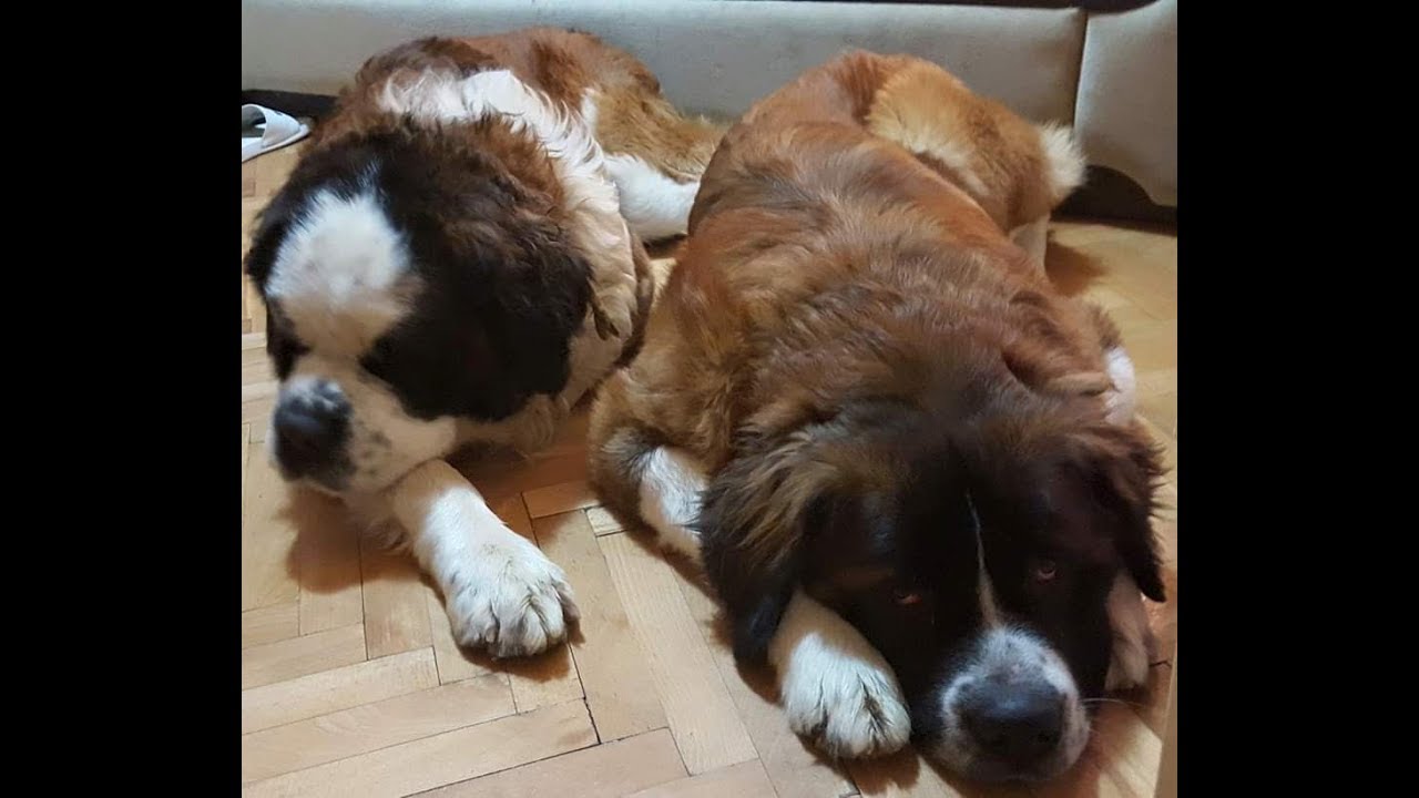 Peti Član - Bernandinac