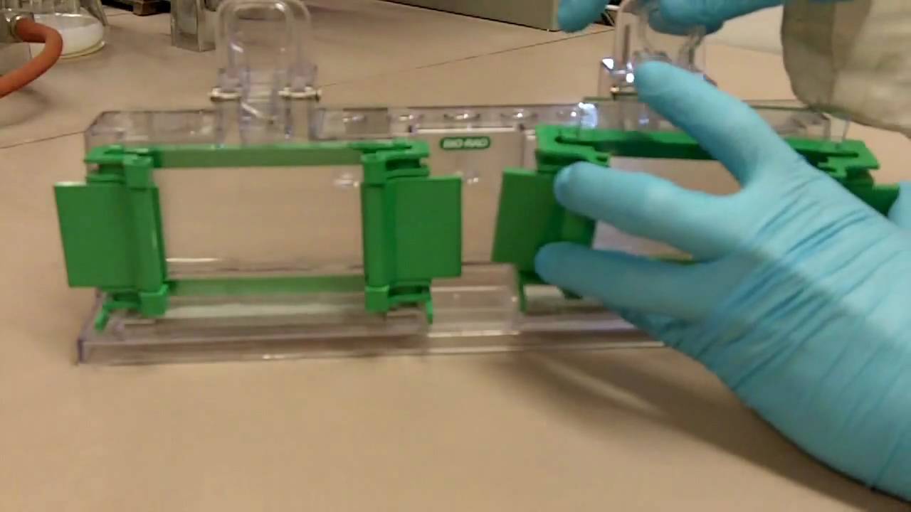 How to Avoid a Leaky SDS-PAGE gel