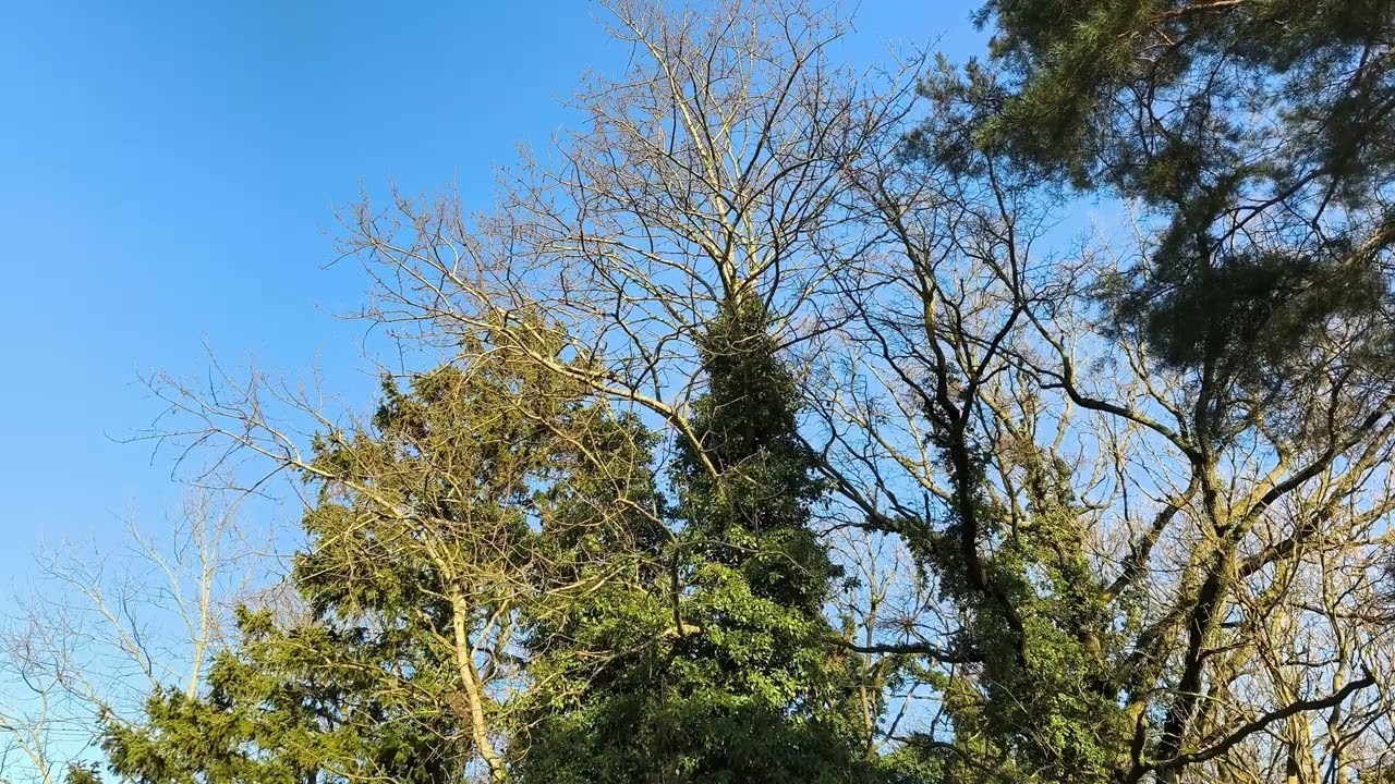 Winter Treetops | Gentle Wind | Real Time | 1 Hour | Silent