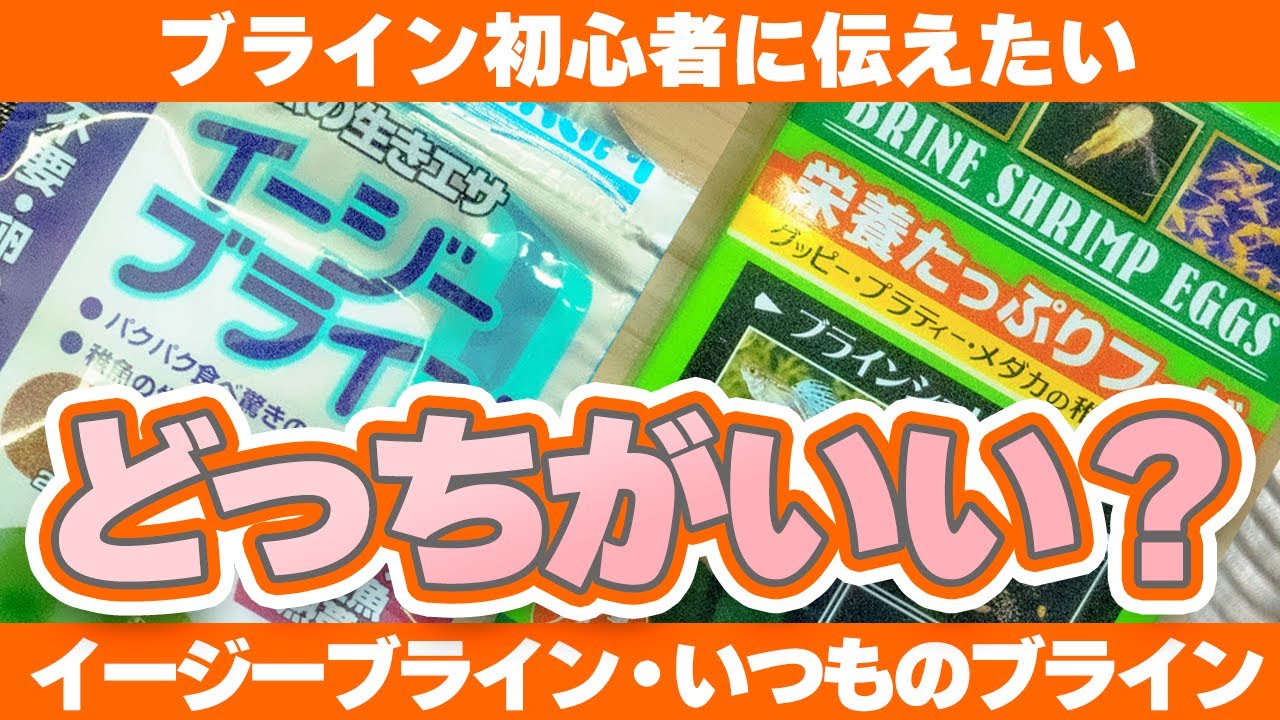 稚魚育成に欠かせないブラインシュリンプの新商品イージーブライン、これまでのブラインシュリンプと違う？オススメはどっち？ #アクアリウム #レビュー 【ビバアクア】