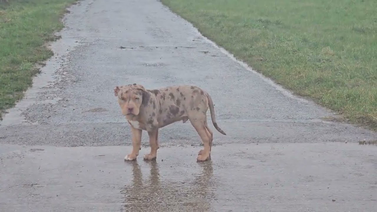 La pluie n’est pas un obstacle pour KING 🐶☔️🌧️🐾  - Balade ASMR