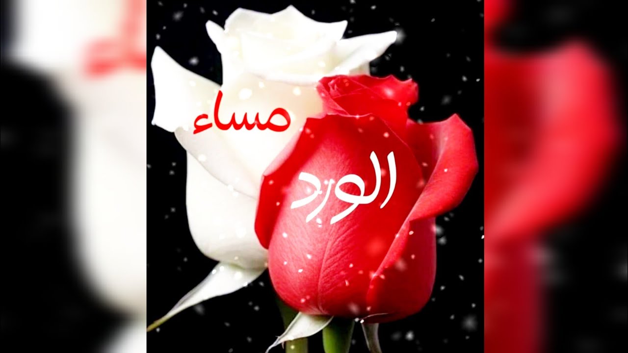مساء الورد للغالين✨بطاقات مسائية✨حالات واتس مساء الخير✨مساء الورد✨#مسائيات✨#ستوريات_نور✨