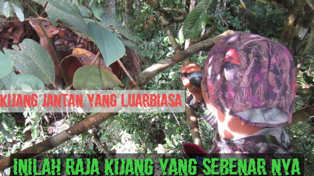 RAJA KIJANG AKHIR NYA DATANG SAAT DI PANGGIL