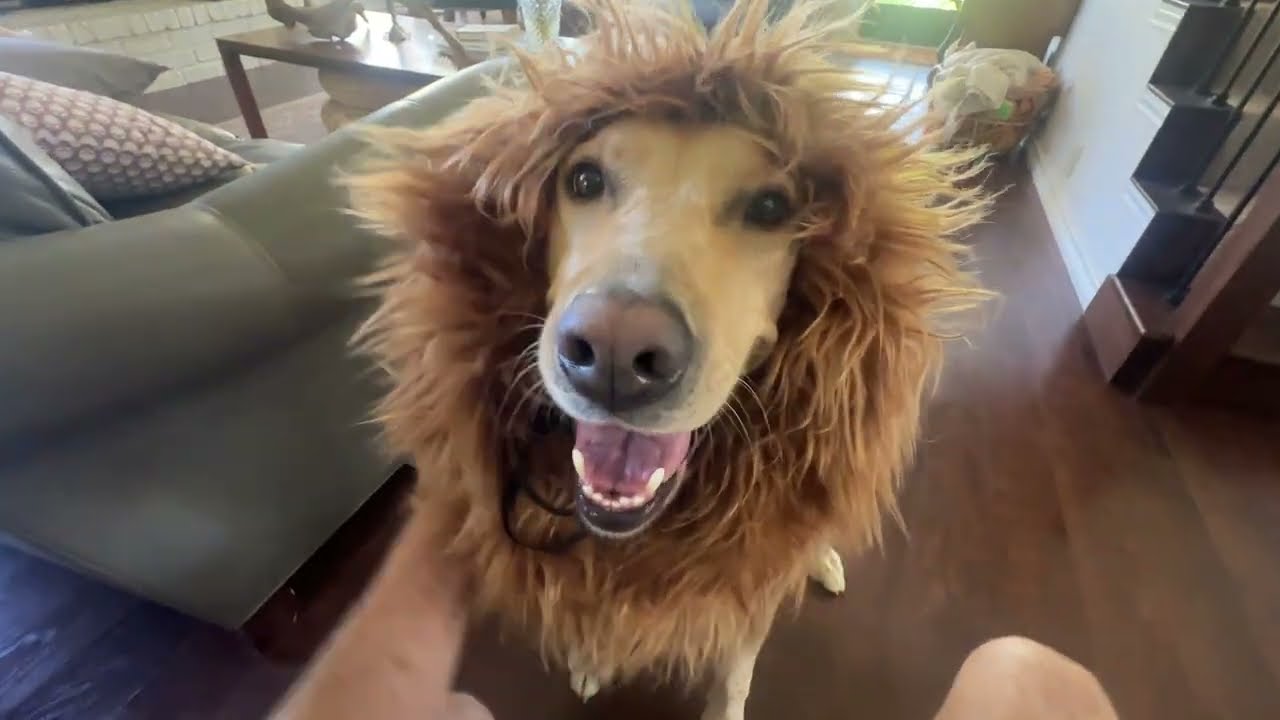 Are Lion Mane Costumes Worth It? This one DEFINITELY is!