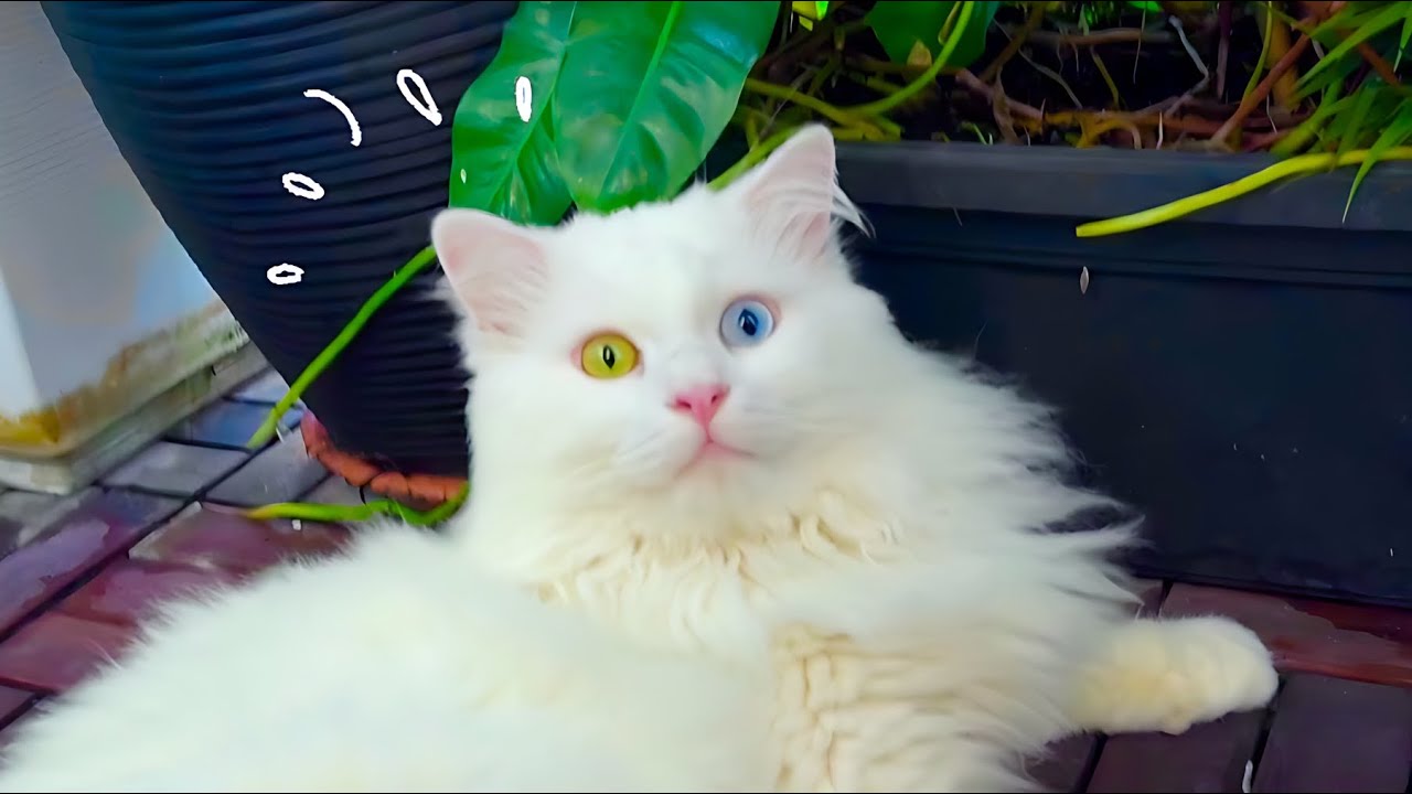  Day in the Life of Our Odd-Eyed Turkish Angora Cat 🐱✨ (He Sits Like a Human!)