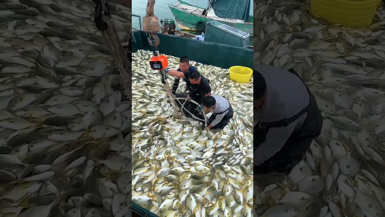 EXPLORE FISH #shorts