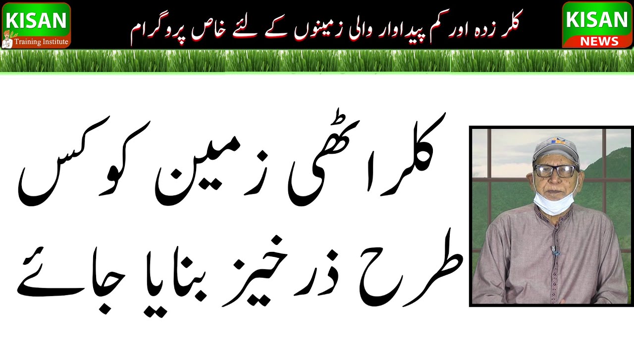 How to increase crop production| How to manage soil salinity| کلرٹھی زمین کو ٹھیک کرنے کے عملی طریقے