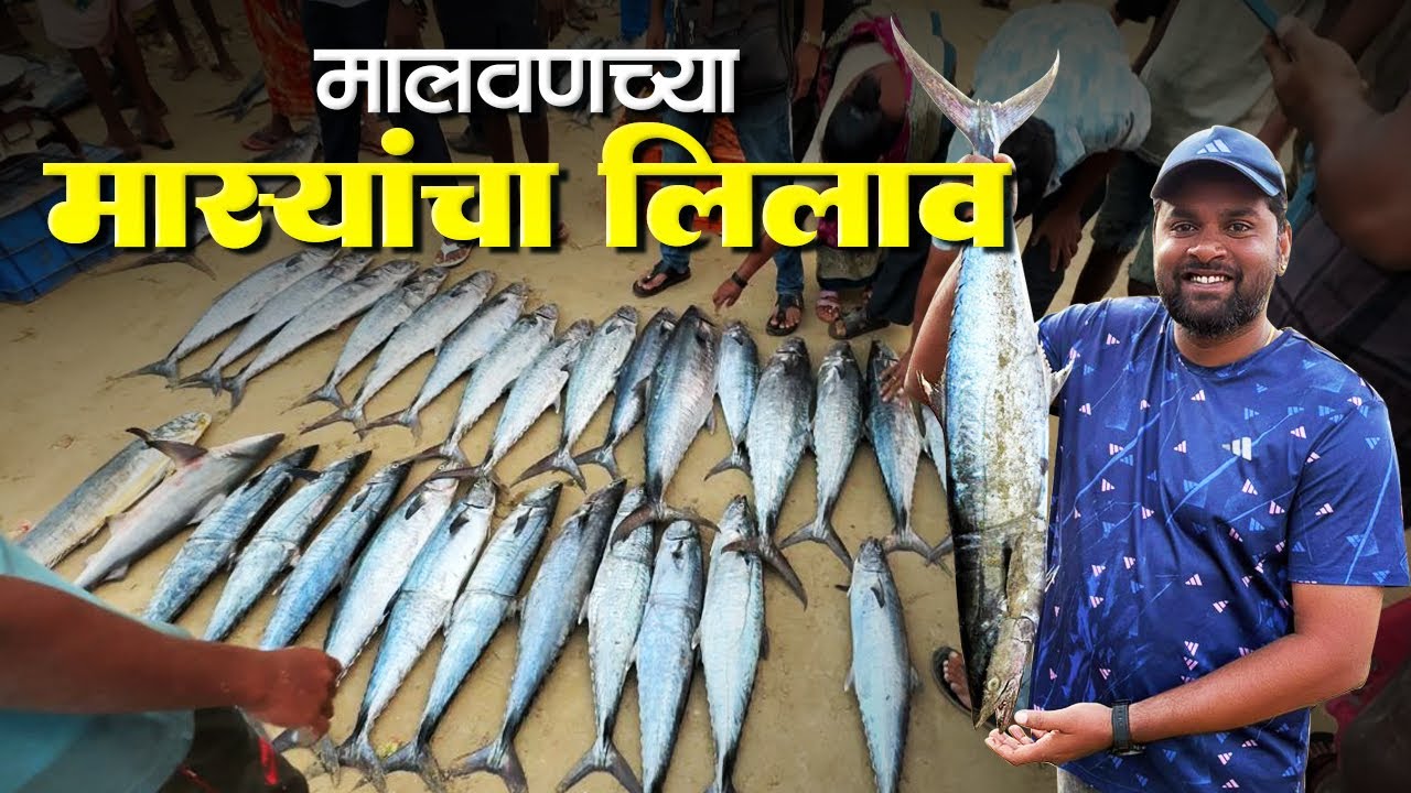 मालवणचा मास्यांचा लिलाव | मालवणच्या लिलावात बंपर सुरमई | Bumper King Fish In Malvan Fish Auction