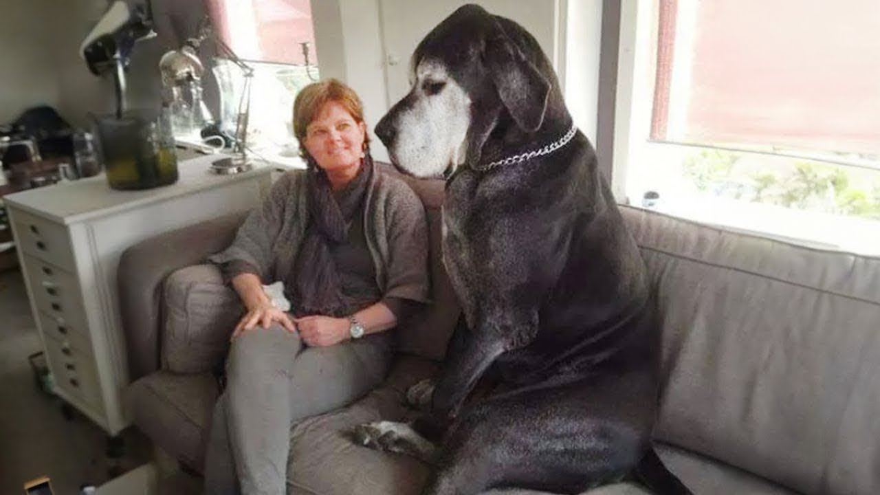 20 Momentos Más Divertidos Entre Perros y Dueños del 2025 😂
