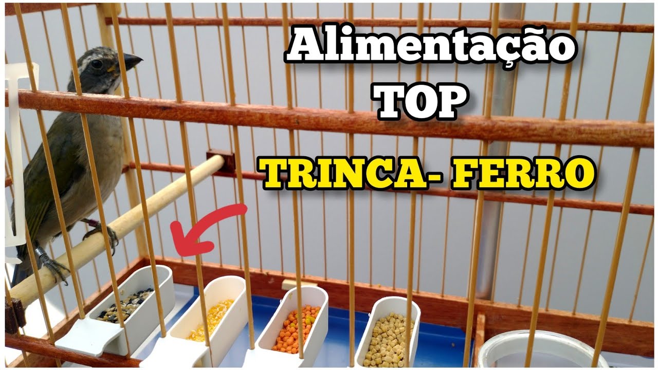 ALIMENTAÇÃO Básica para trinca - ferro  Você precisa Saber para ter sucesso  Melhor trato sem dúvida