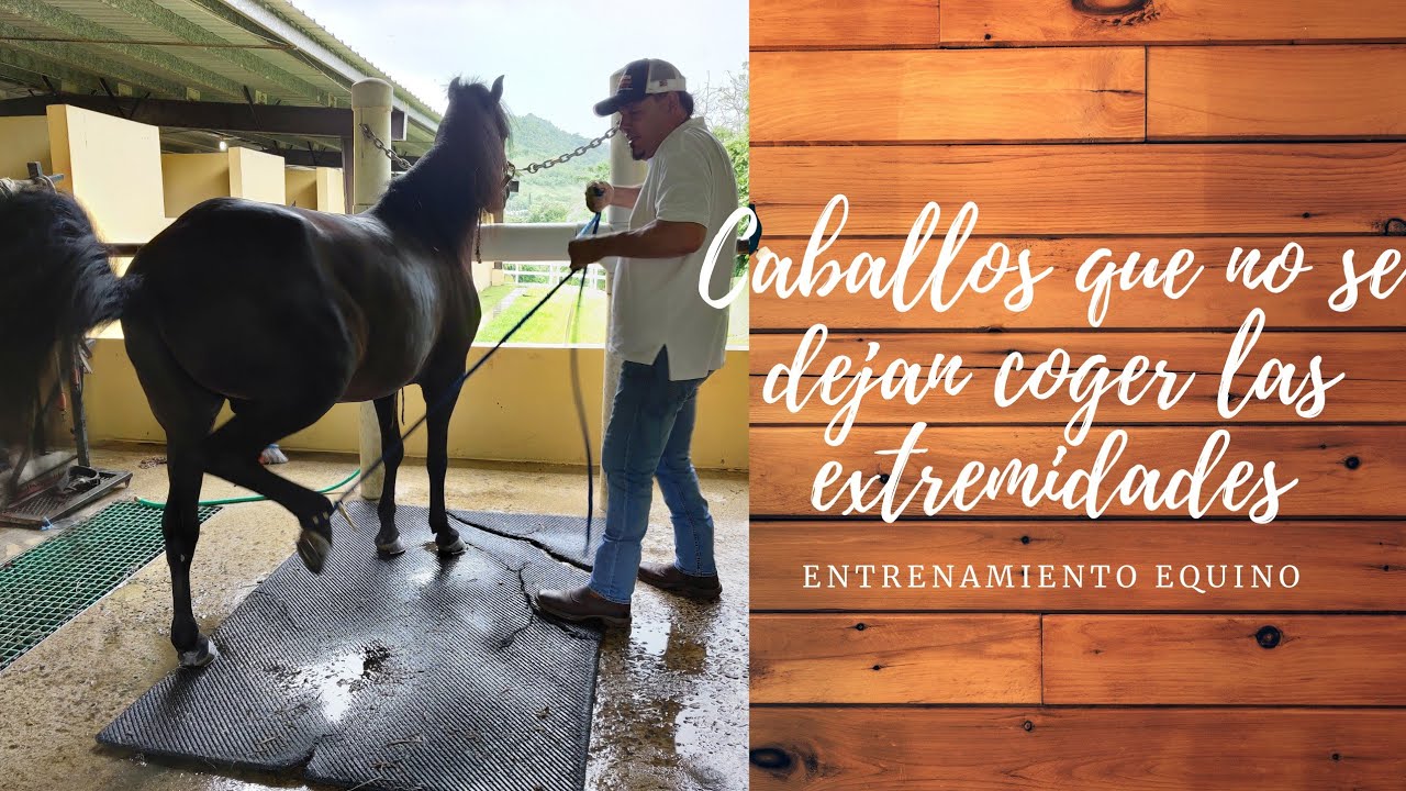 Tu caballo no se dejar coger las patas? Te explico que puedes hacer.