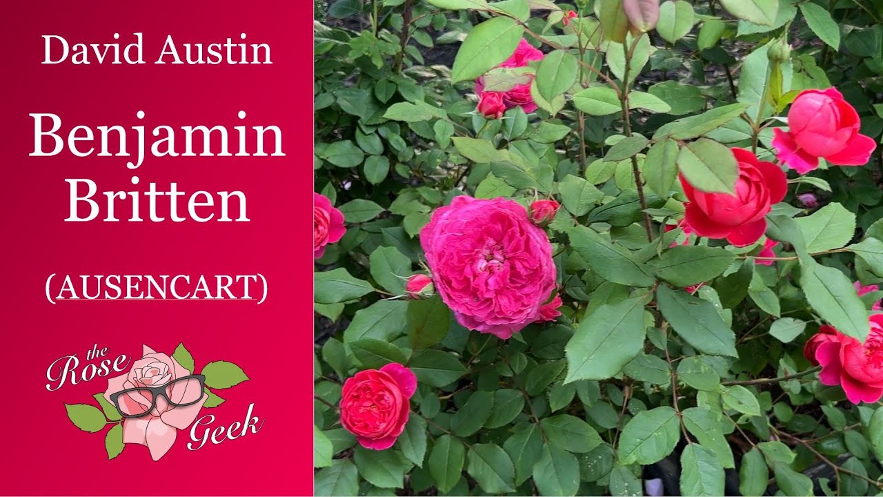 🌹 David Austin's Benjamin Britten Rose / (AUSENCART)