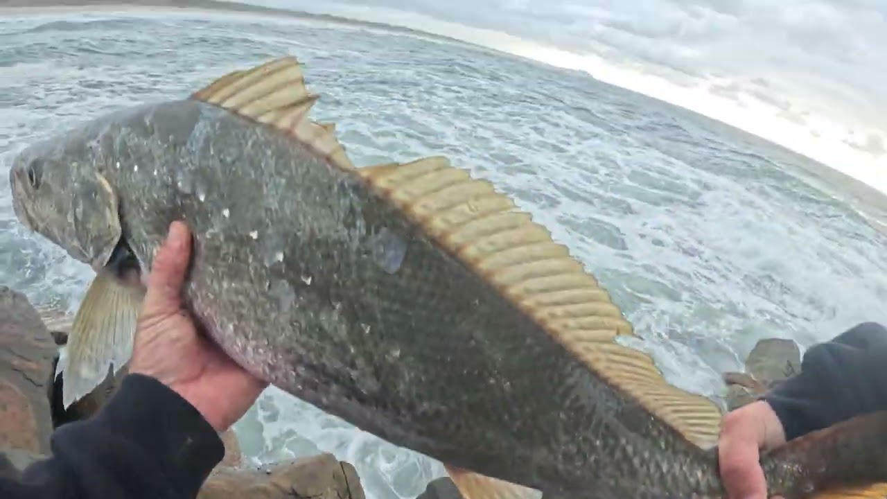 Two Jew on TaylorMade hardbody