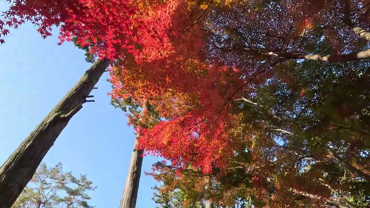 GX010293_2025京都賞楓 真如堂