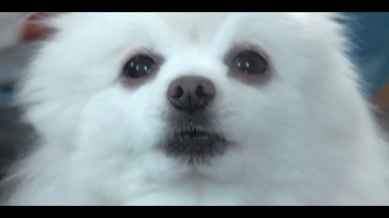 Historia Mem&oacute;w - Gabe The Dog