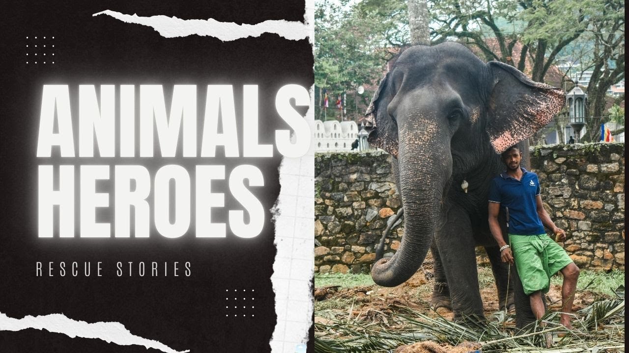 Animal Heroes  Real Rescue Stories