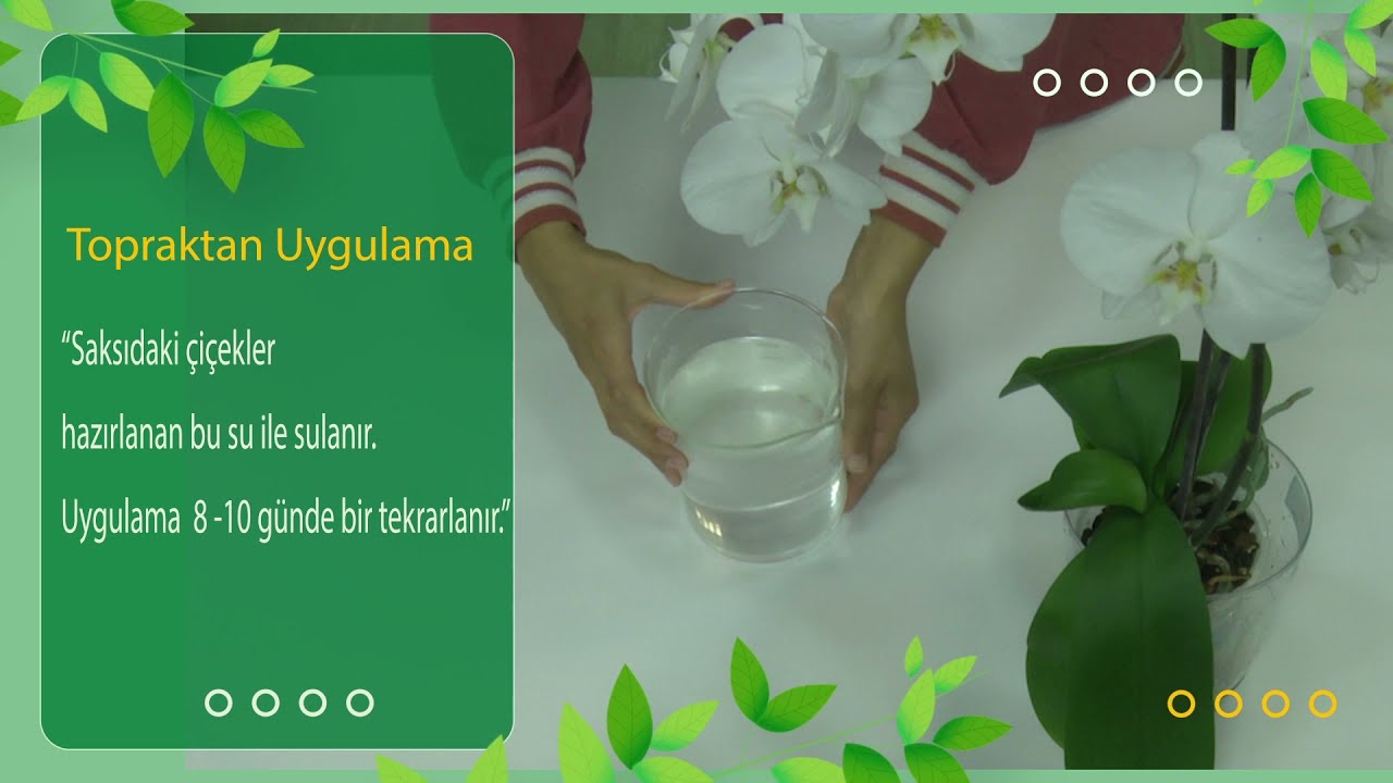 2 Gr Orkideler İ&ccedil;in Bitki Besini Kullanımı Ve Uygulaması