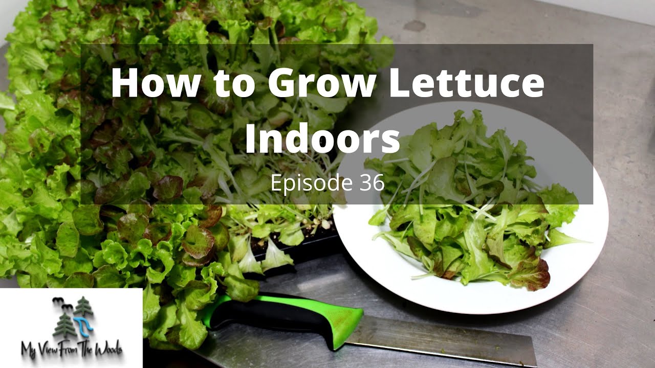 How to Grow Lettuce Indoors All Year Long