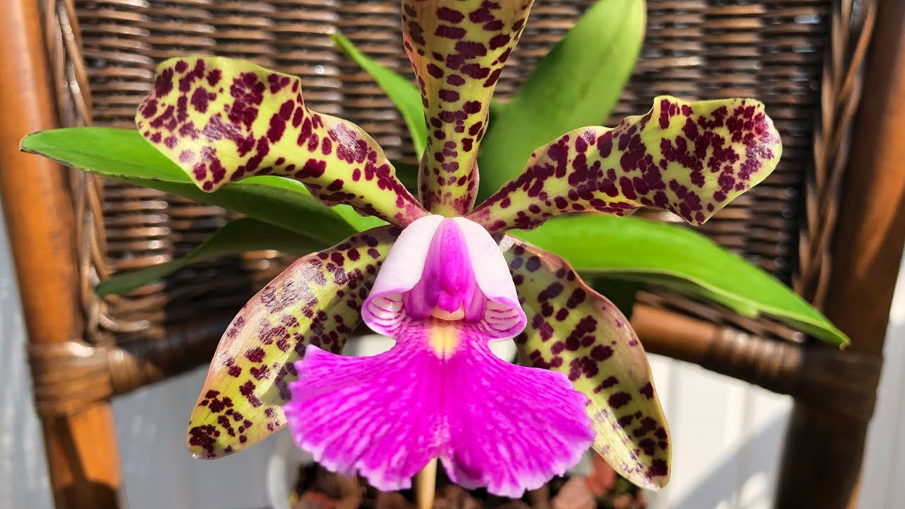ДЕБЮТ ОРХИДЕИ!!! Cattleya aclandiae fma. coerulea X Cattleya schilleriana fma. coerulea