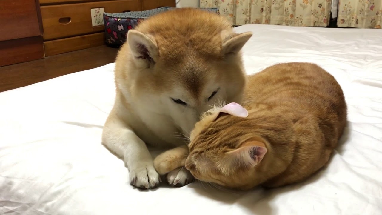 Shibainu & Gingercat またまた甘えん坊将軍現れる〜‼︎【@shibainu.gaku】