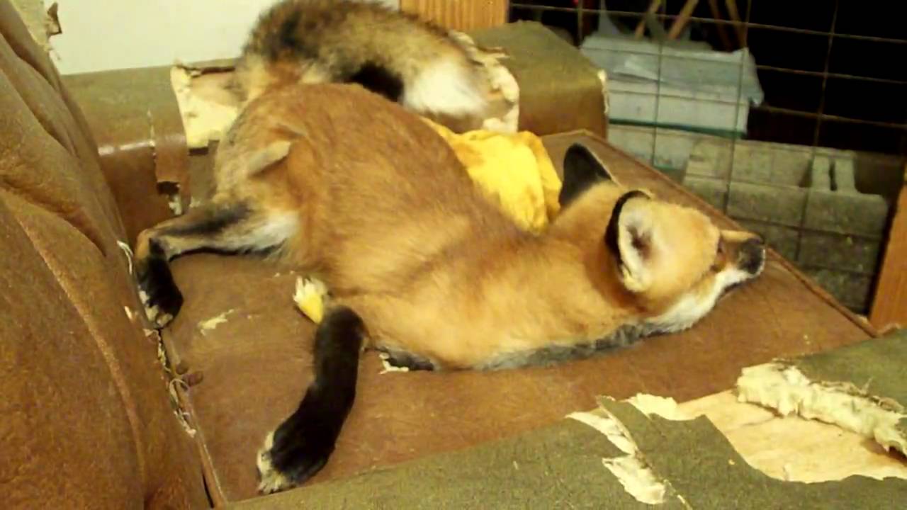 Tasty pig ear vs Ron pet red fox