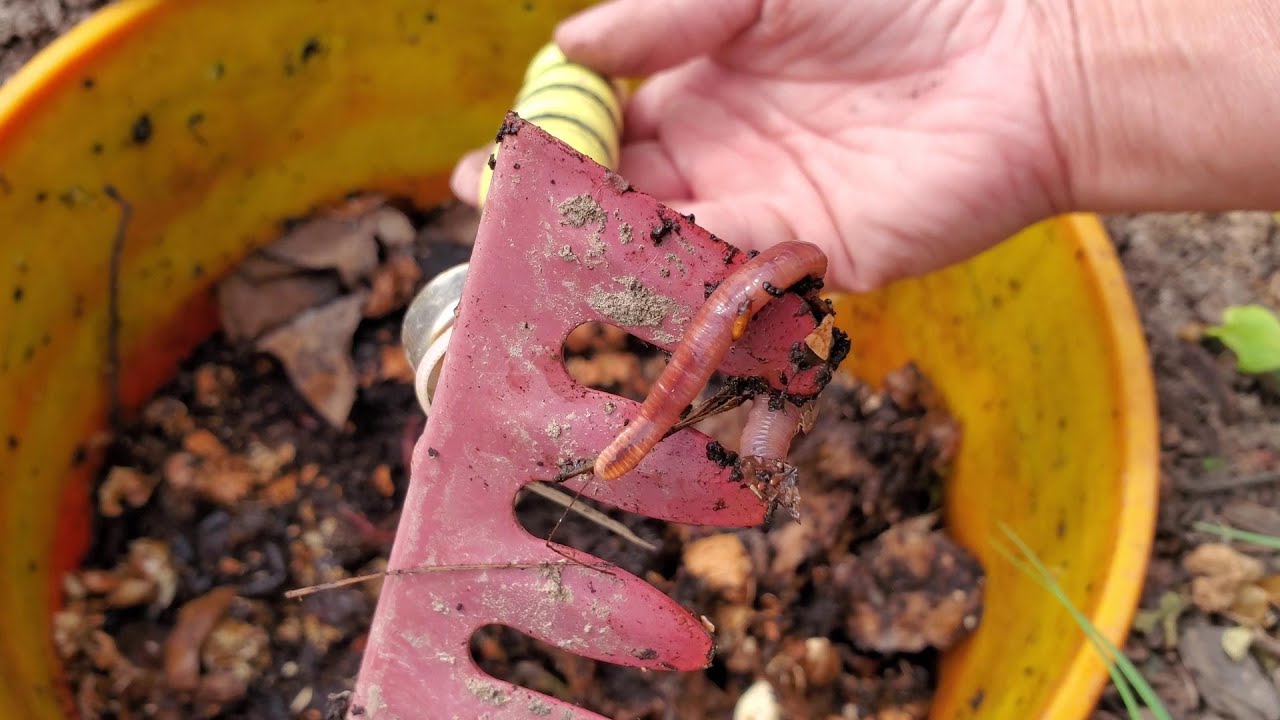 Vermicompost Bin | Direct In Ground Vermicomposting