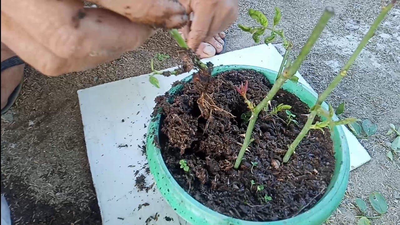 Paano mag buhay ng Rose in cuttings.