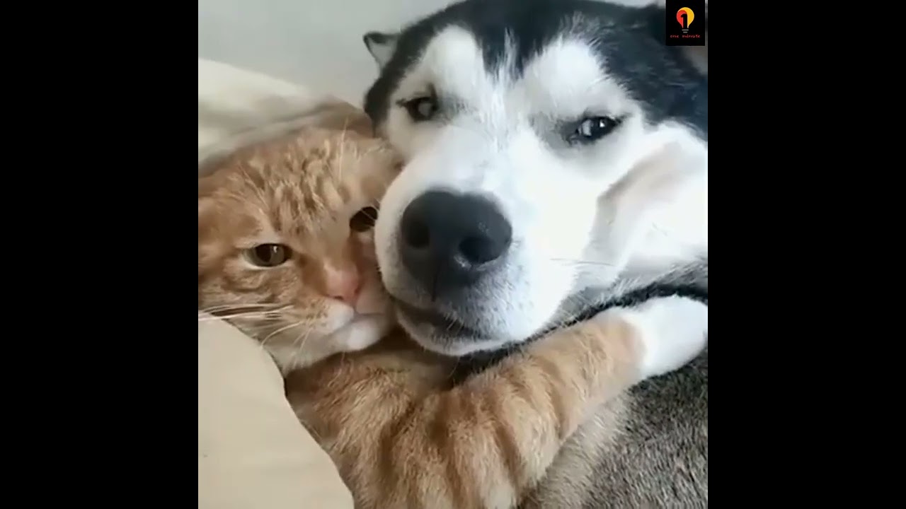 Cat and Dog Friendship -- Dog and Cat Pure Love #short#petlove#cat#catworld#petlover#