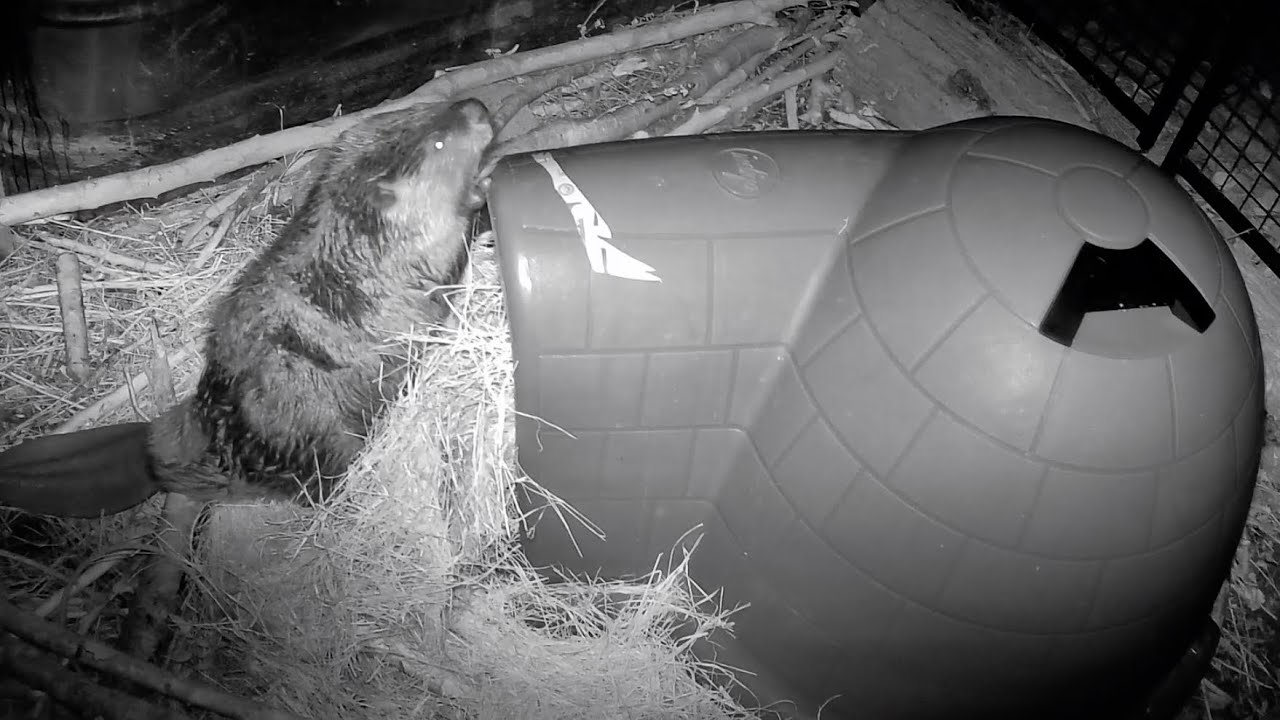 Windy and Willow vs Igloo