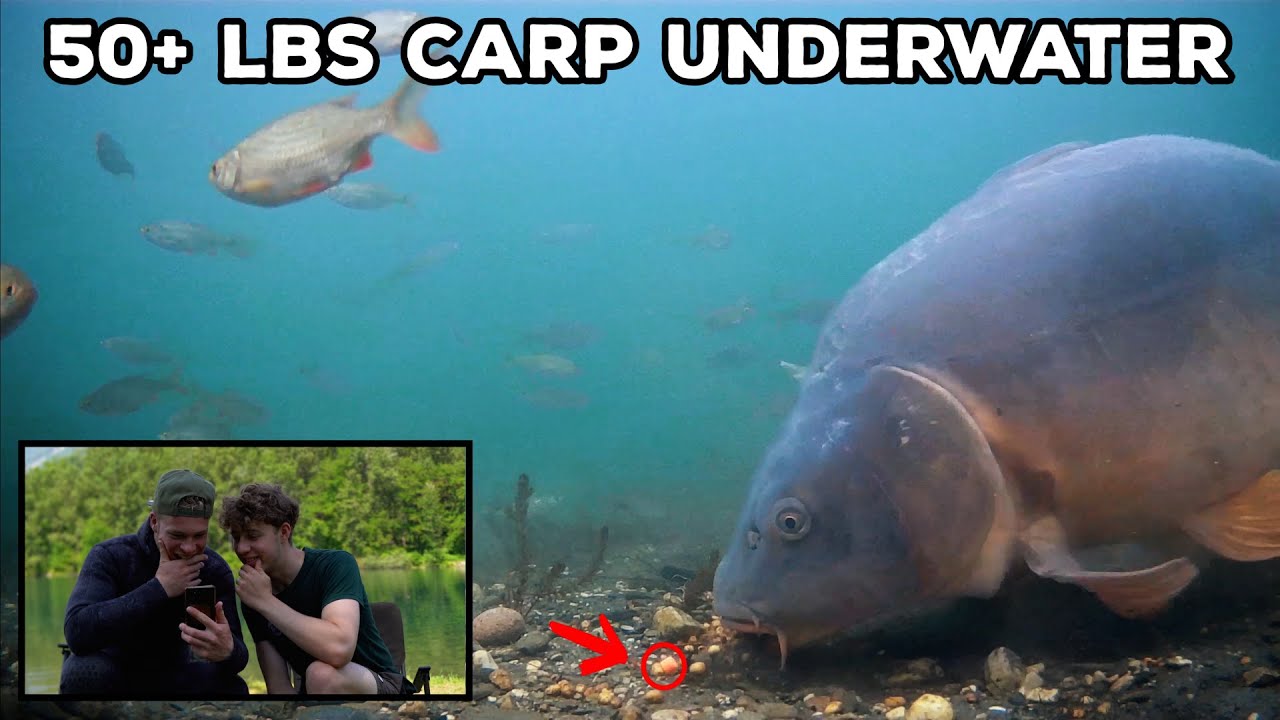 My biggest carp ever caught in front of an underwater camera (NEW PB)