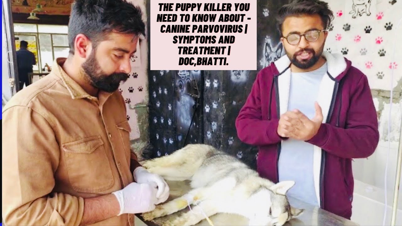 The Puppy Killer You Need To Know About - Canine Parvovirus | Symptoms and Treatment | Doc,Bhatti.