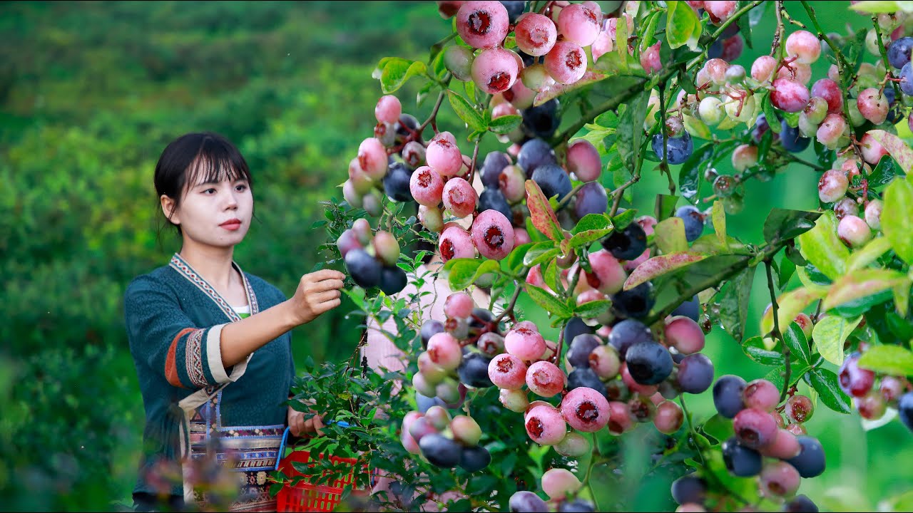 Use blueberry for Chinese food，ice cream，and blueberry sauce藍莓成熟了，摘回來做冰淇淋，餐包和慕斯，多的做成藍莓醬丨Lizhangliu