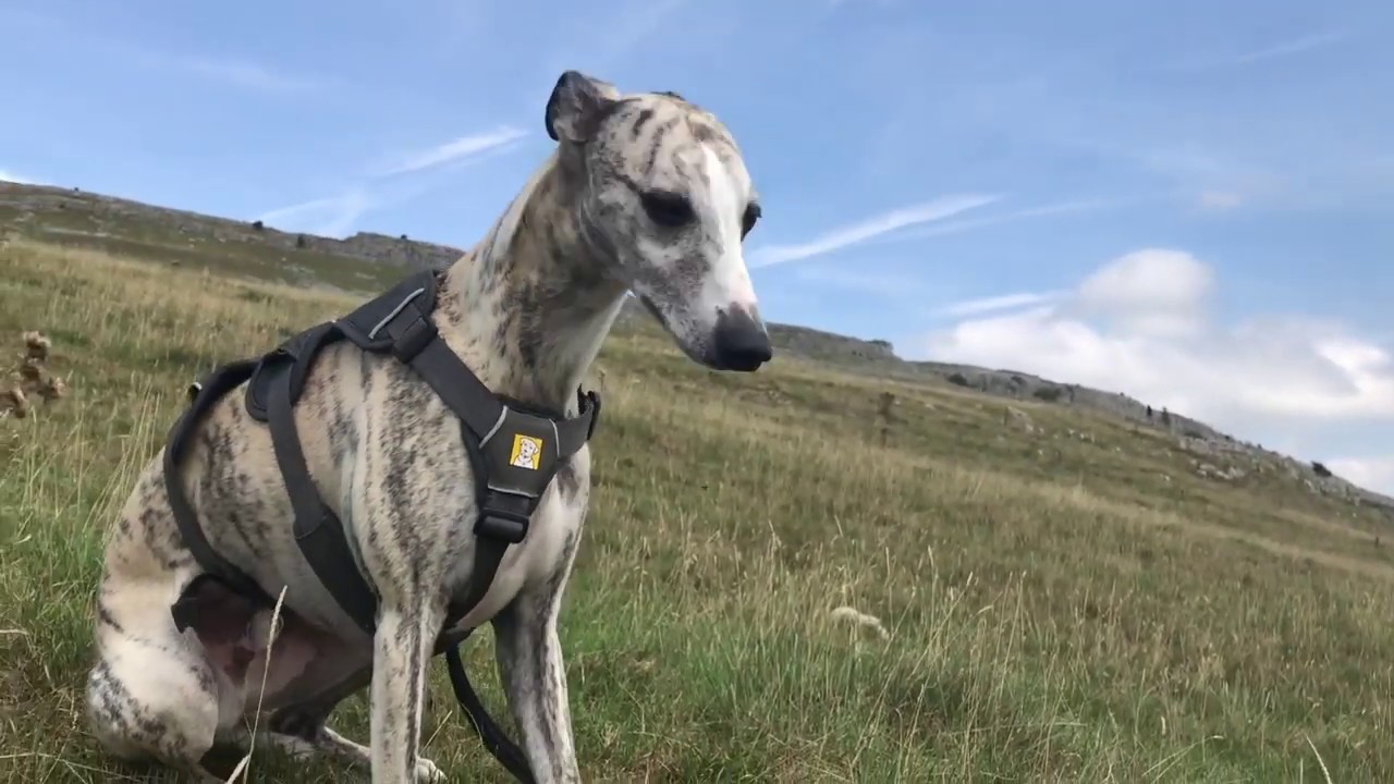 Just One Man And His Whippet