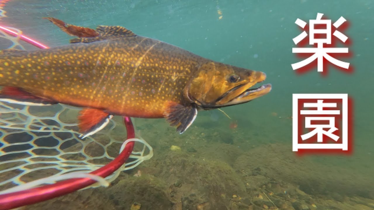 【水中映像】獰猛な良型トラウト達がわんさか泳ぐ池でミノーをバシバシ弾いたら・・【エリアトラウト】