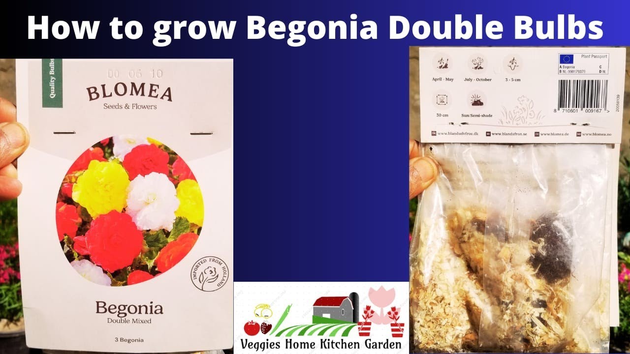 How to grow Begonia Double Flowers Bulbs with care tips at Asim Rooftop Garden