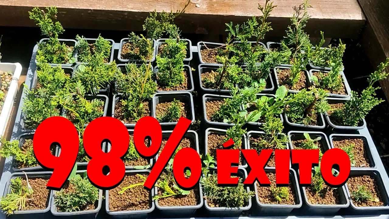 Enraizar fácil esquejes de itoigawa para bonsai | 98% de éxito