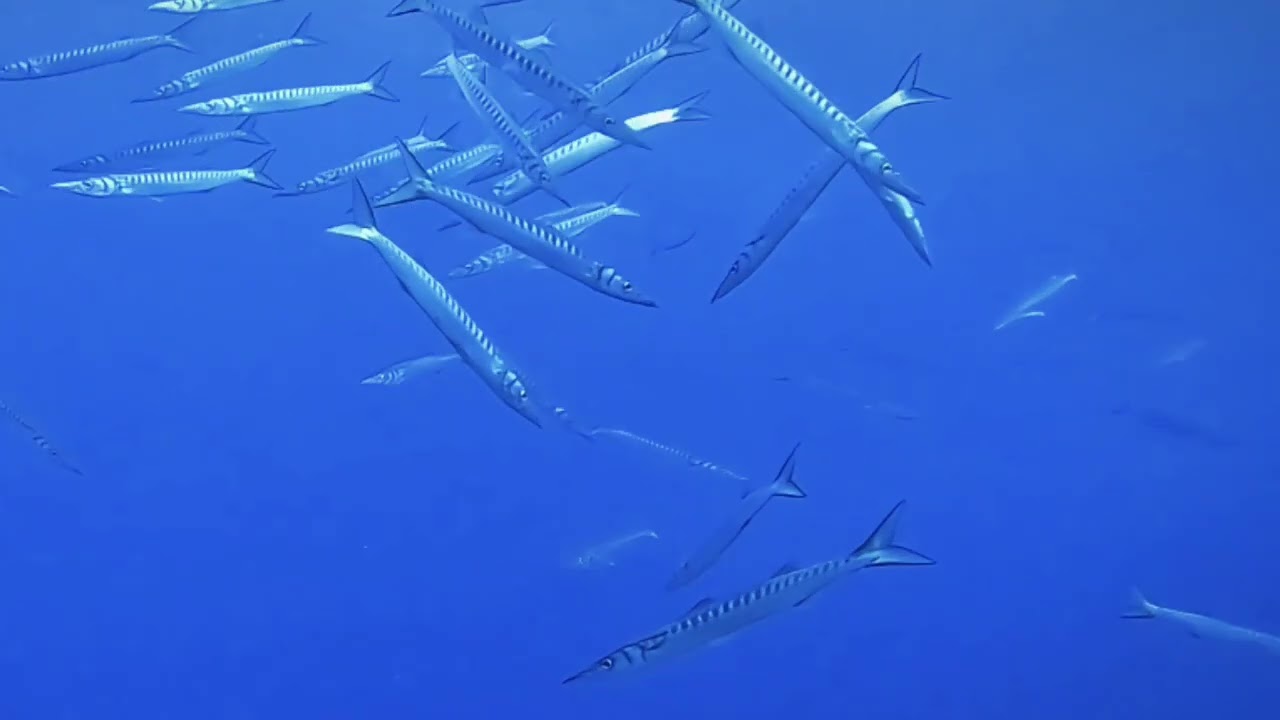 Immersioni Isola d'Elba un esplosione di vita