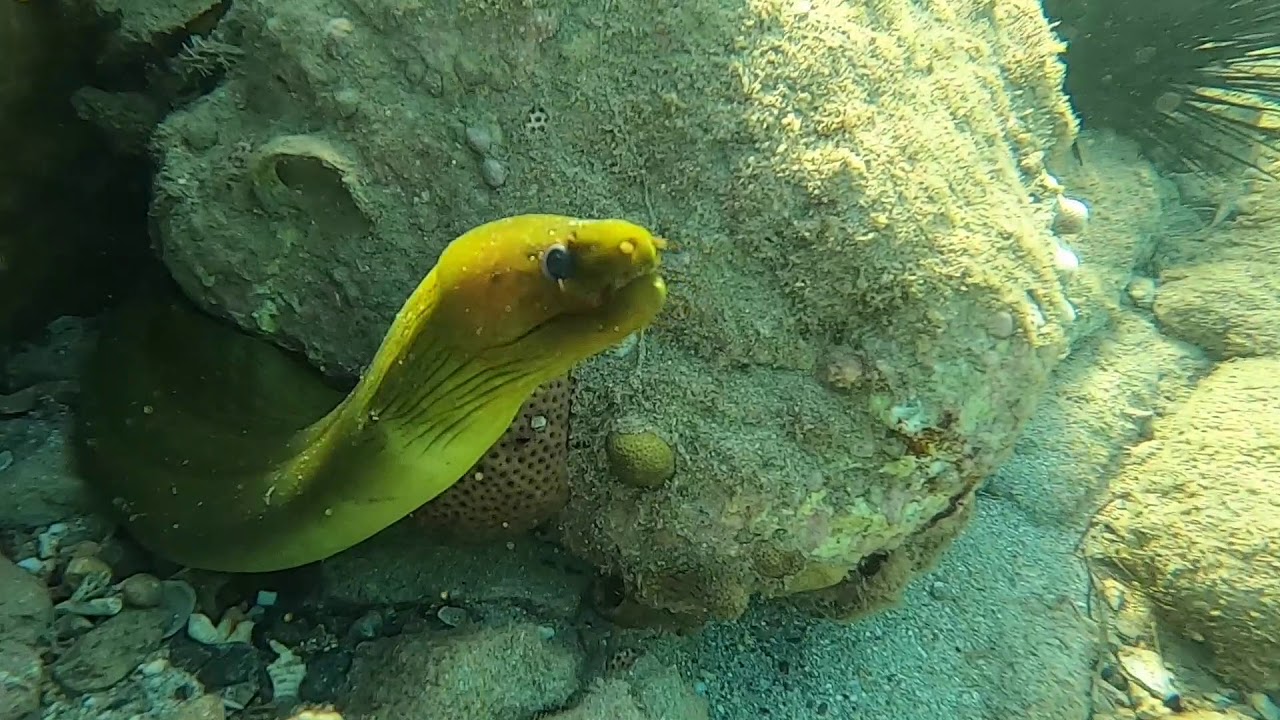 Francis Bay Snorkel #2
