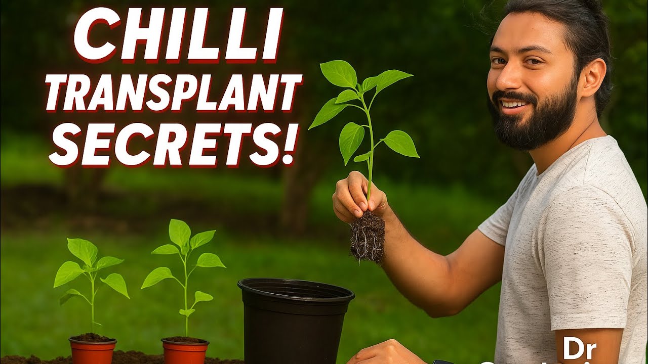 How to grow Green Chillies | Mirchon k Poday Kesy ugaen | Green pepper shifting | #greenchilli 