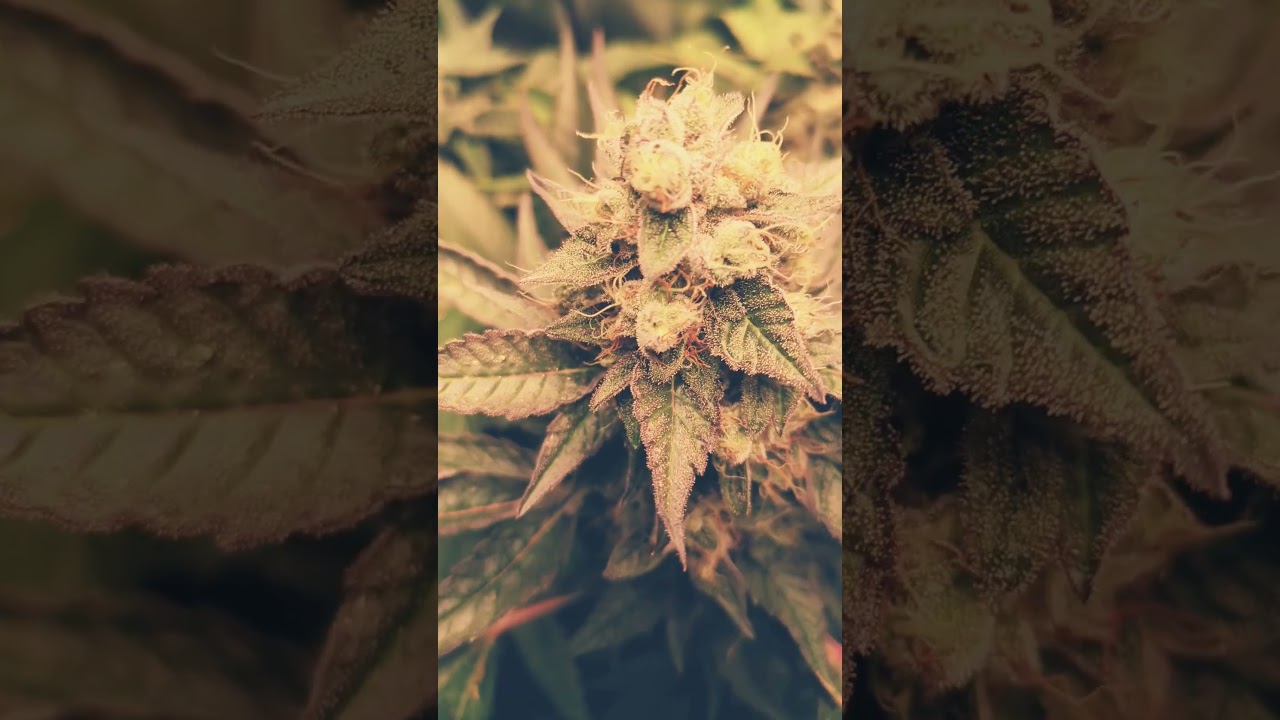 Peyote Purple X GSC Forum cut BX 2 cross Pine Tar Kush pollenated Feb 22 happy growing 💚👊🤘
