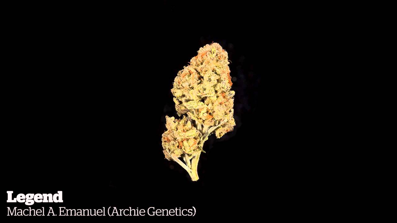 2015 World Cannabis Cup: Jamaican Indoor Entries