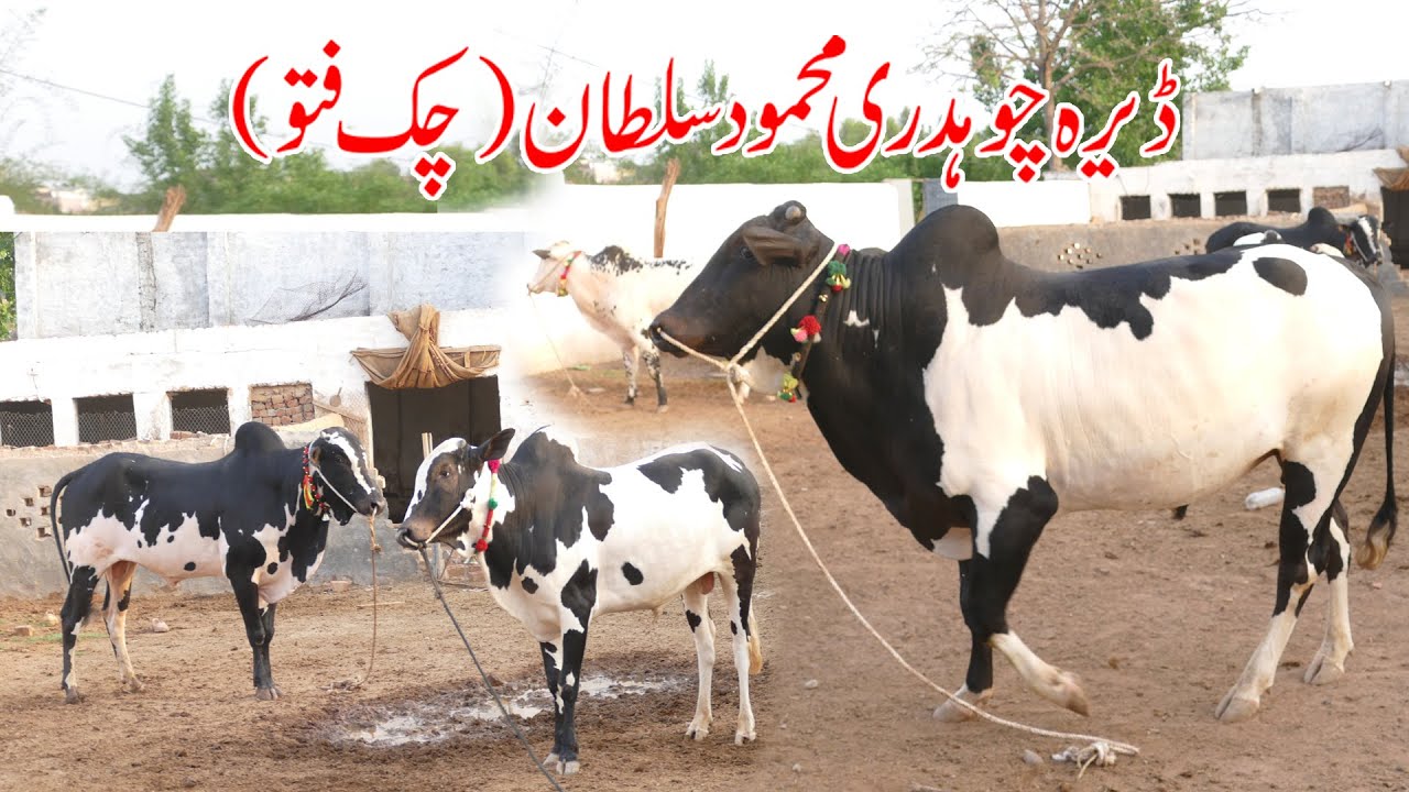 ڈیرہ چوہدری محمود سلطان (چک فتو)  03365617077  03009872612  Part01
