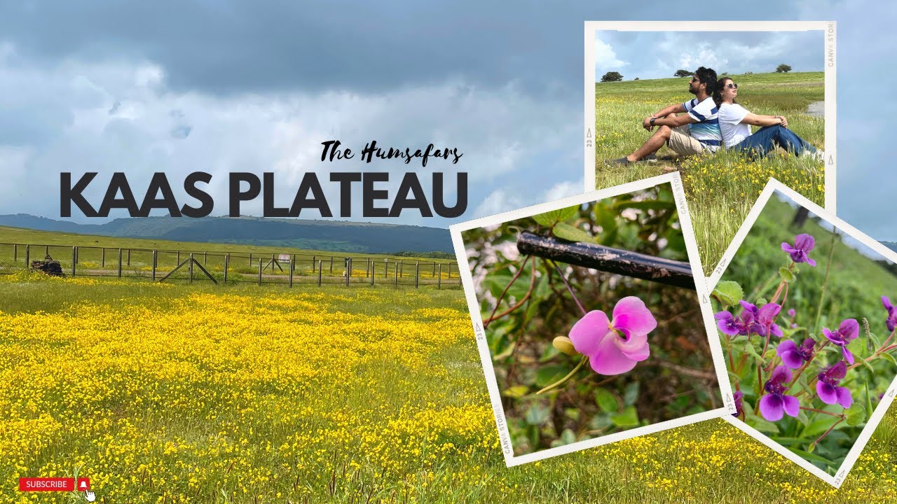 Kaas Plateau | Valley of Flowers of Maharashtra | Kaas Pathar | कास पठार | Must Visit Place