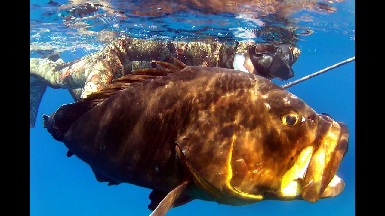 Pesca sub grossa cernia in tana