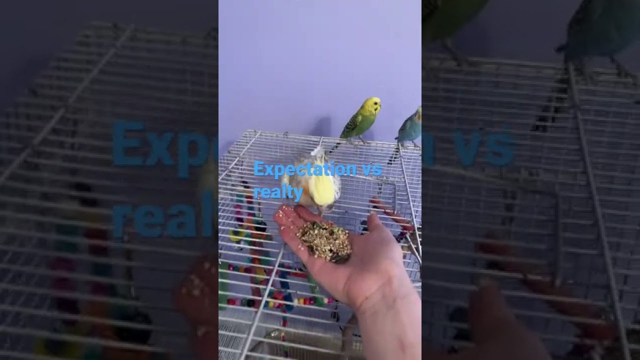 Expectation vs Reality
