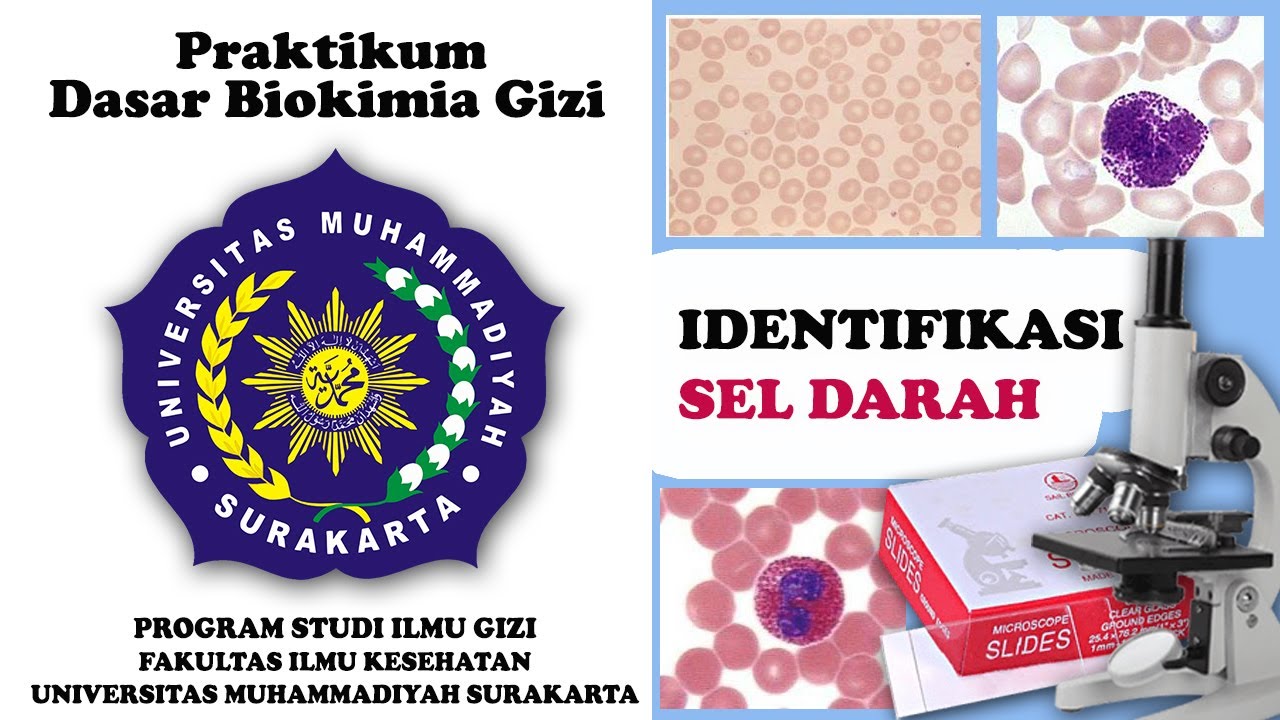 Identifikasi Sel Darah - Praktikum Dasar Biokimia Gizi | Ilmu Gizi