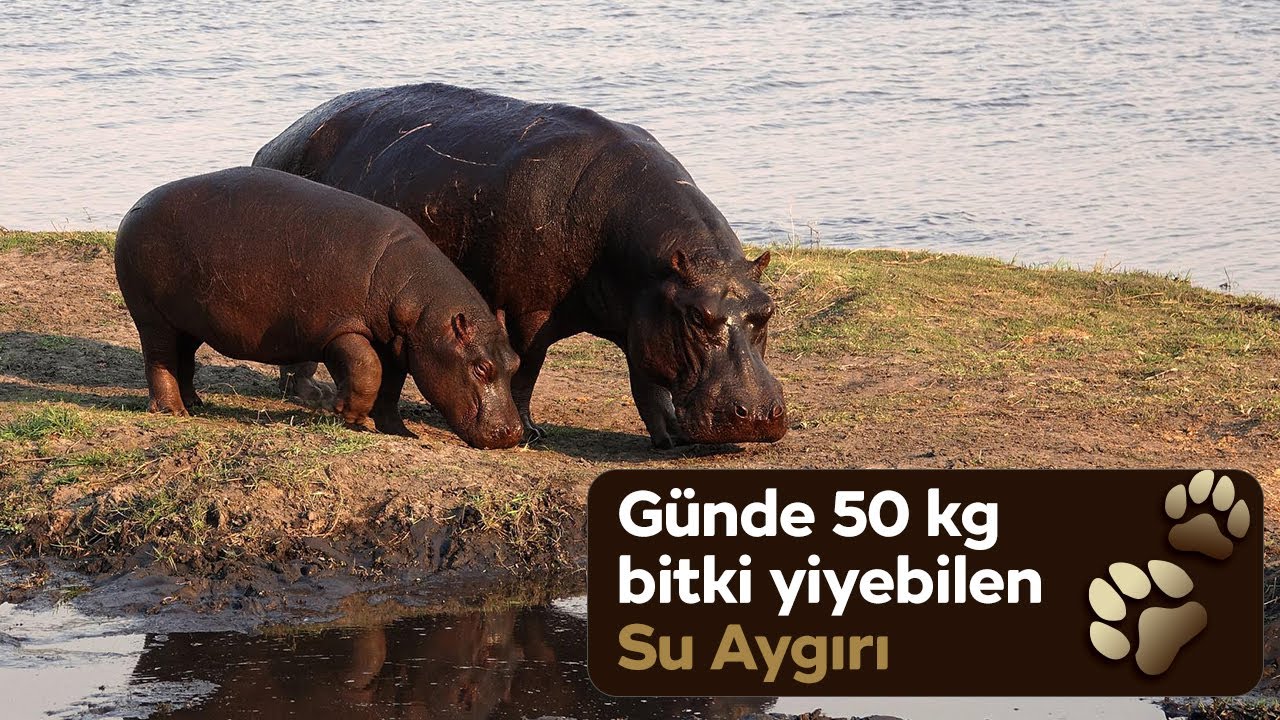 Suyu seven, kocaman ve sempatik bir memeli “Su Aygırı” #suaygırı#doğakaşifi#hayvanlaralemi