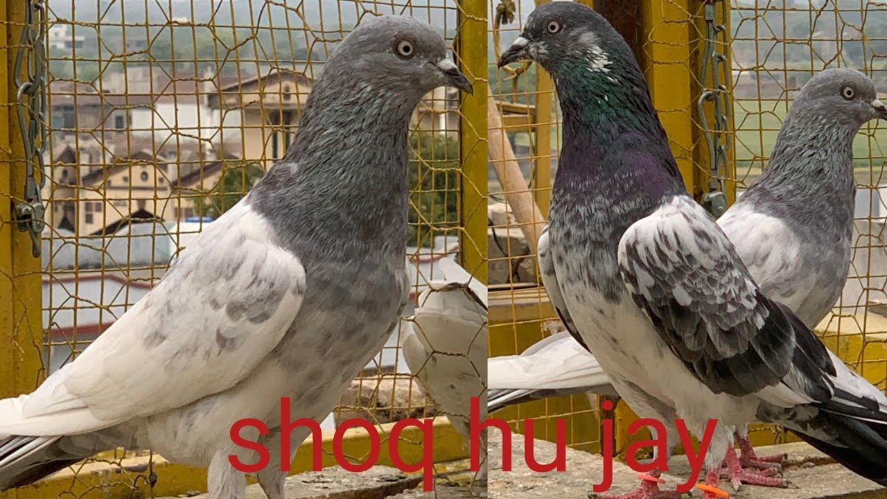 84 numbar and khaki kabotr ka shoq!! Jeth Waly kabotr