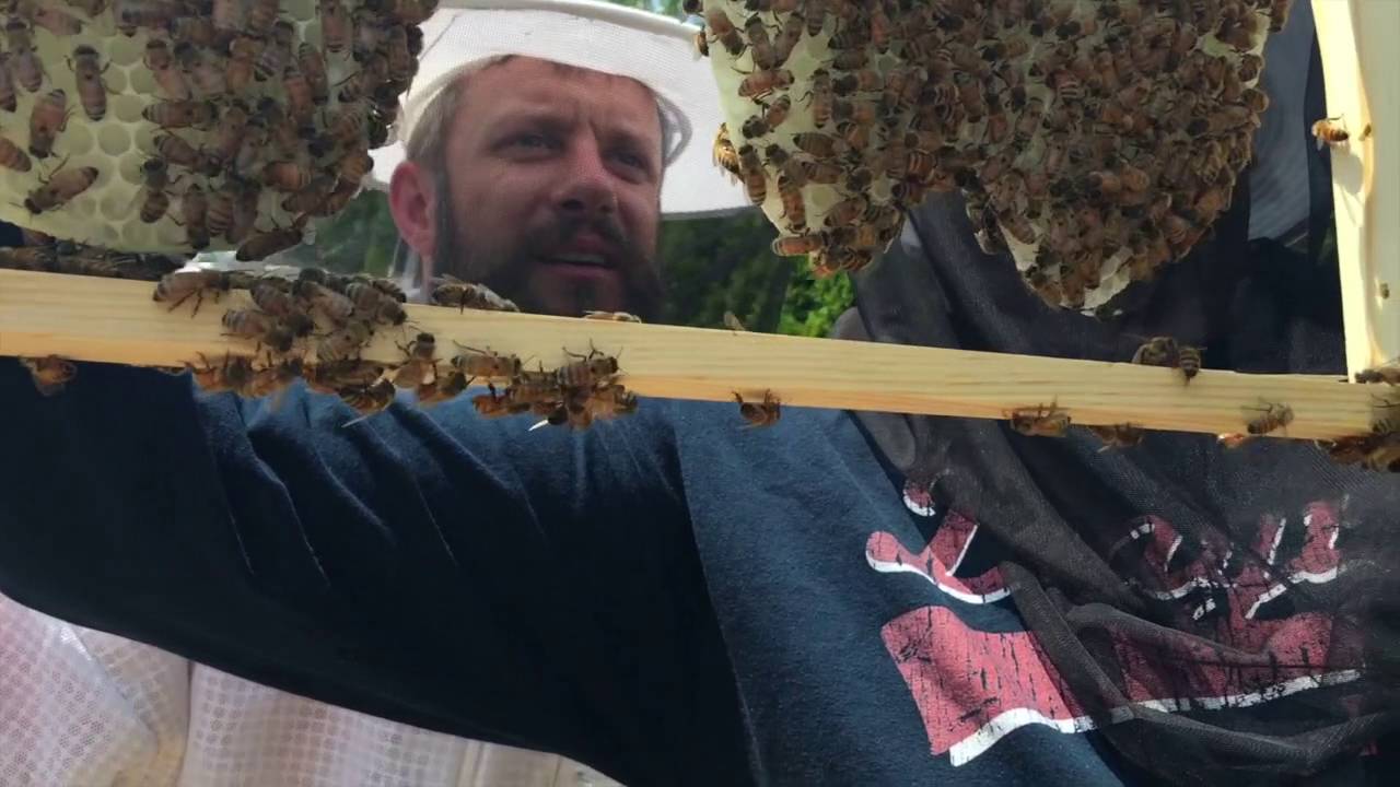 Opening the Brood Nest