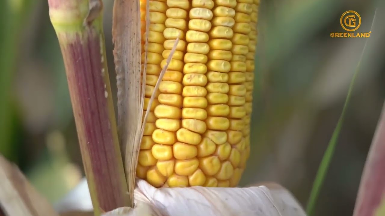 📹 TAREKS OSSK 625. Tel-99 759 5555. Uzbekistan 2022.